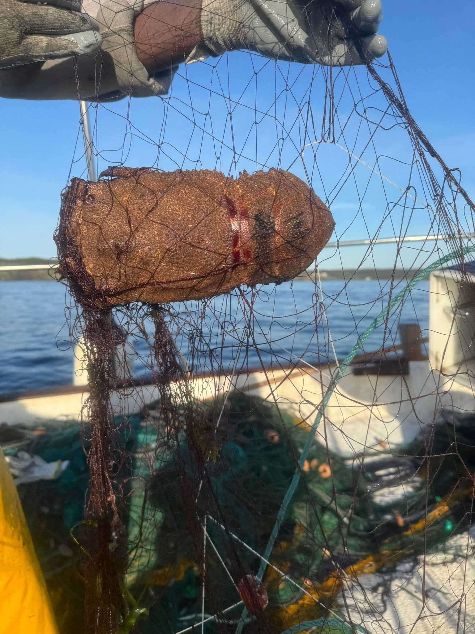 Pulpo de roca de Menorca