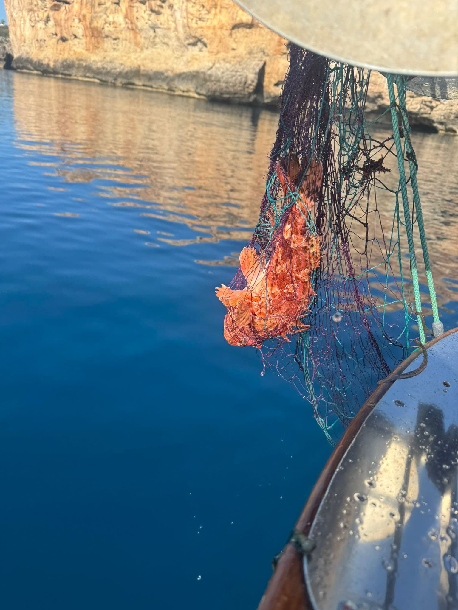 Dorada de Menorca